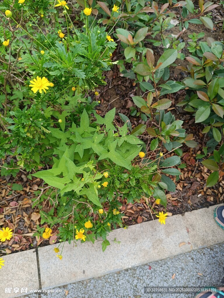 路邊綻放的黃色小花