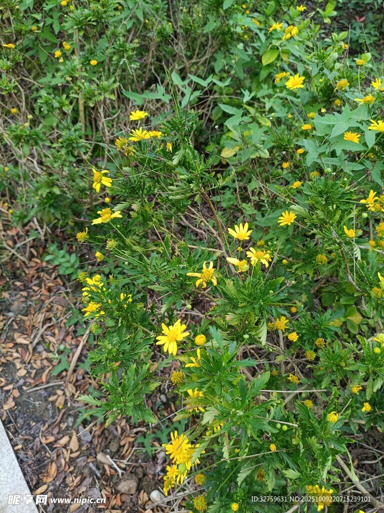 路邊綻放的黃色小花
