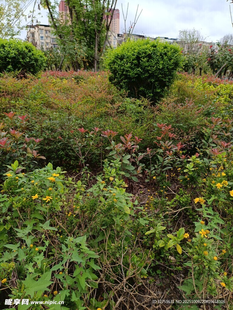野外綠植景觀