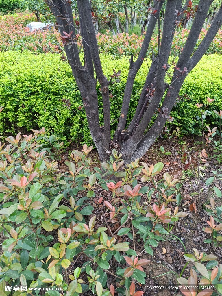 灌木旁多彩植物景觀