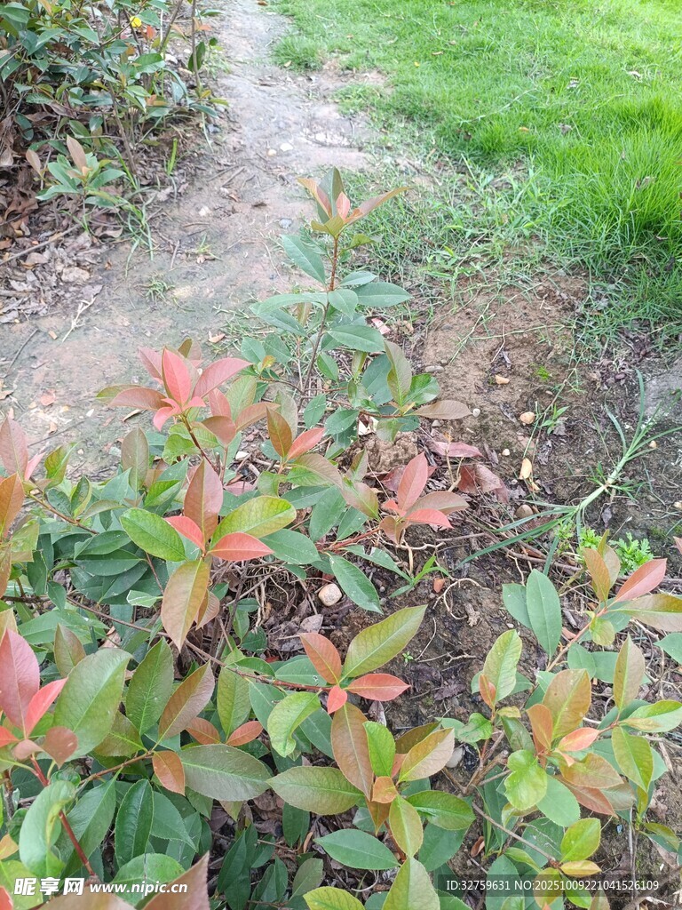 多彩灌木旁的小徑