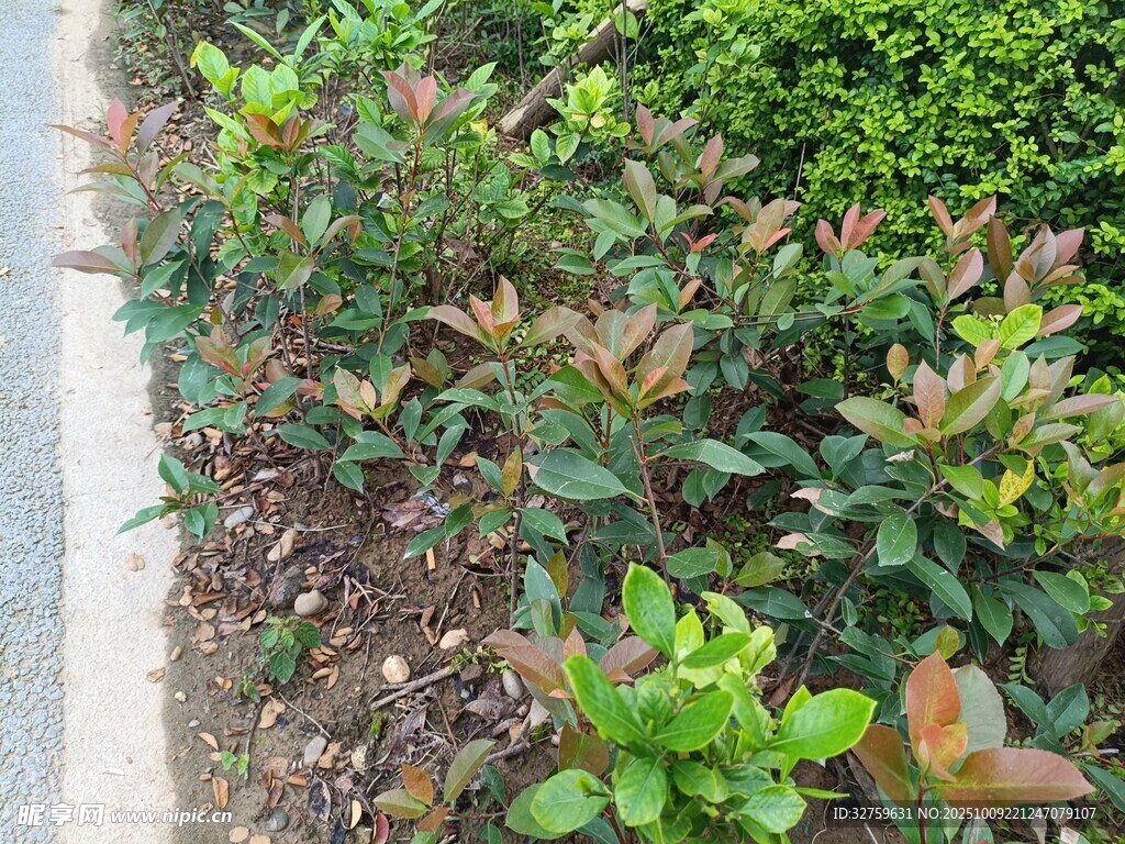 路邊多彩綠植景觀
