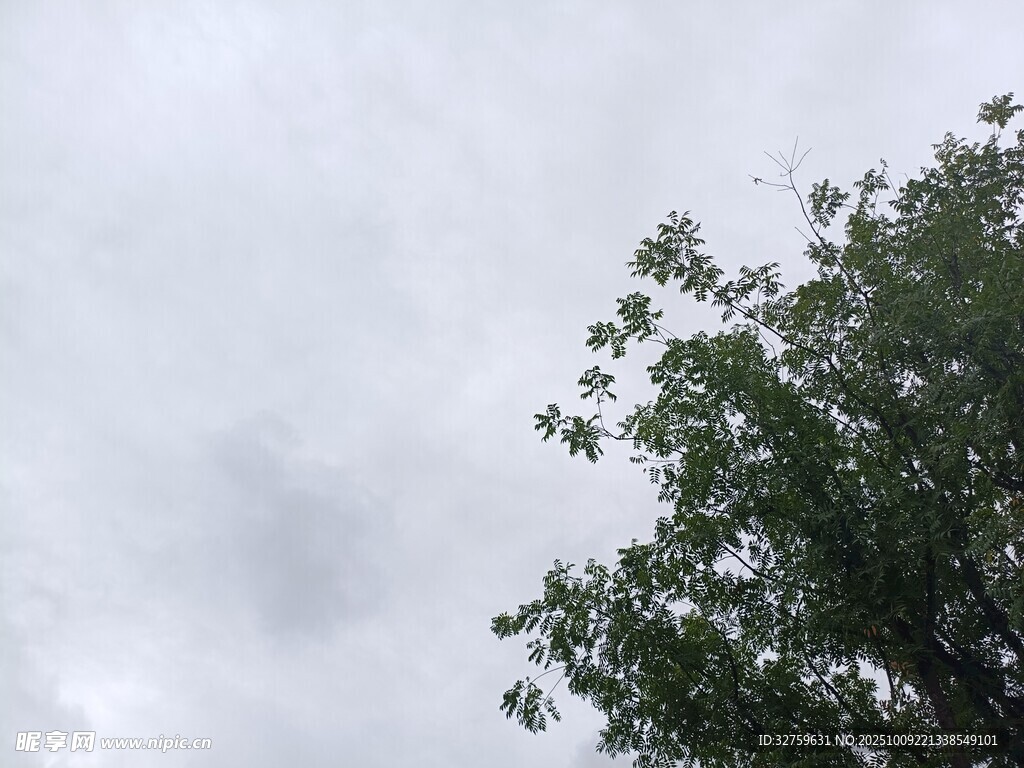 天空下的蔥郁樹木