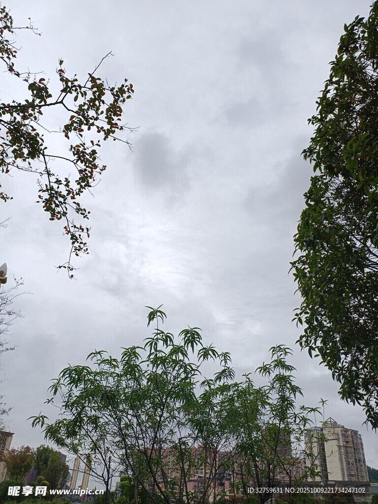 陰天中的樹木與遠(yuǎn)處建筑