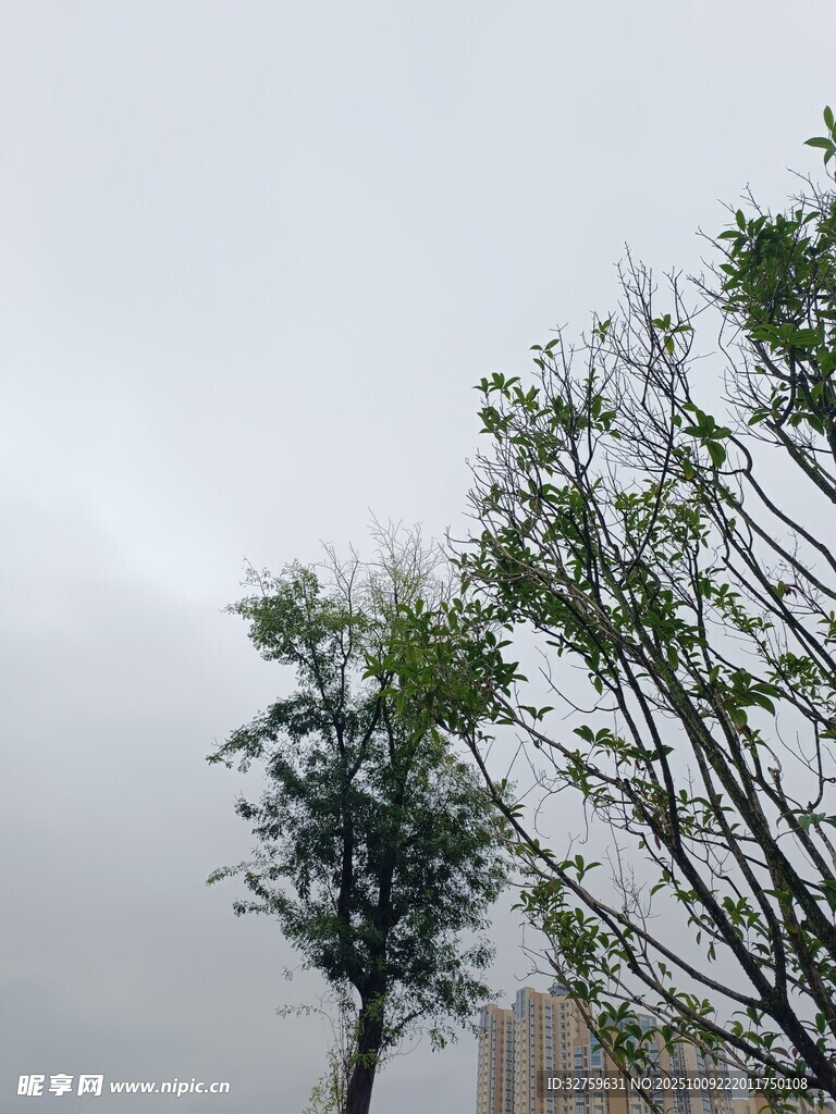陰天中的綠樹