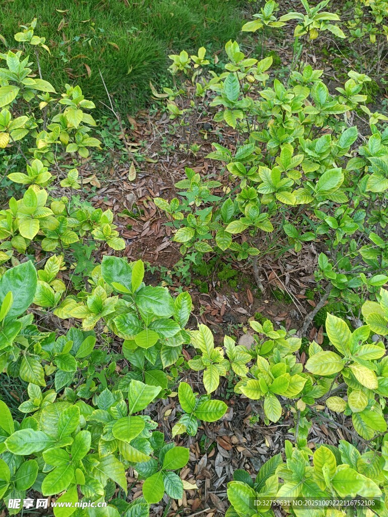 嫩綠植物叢