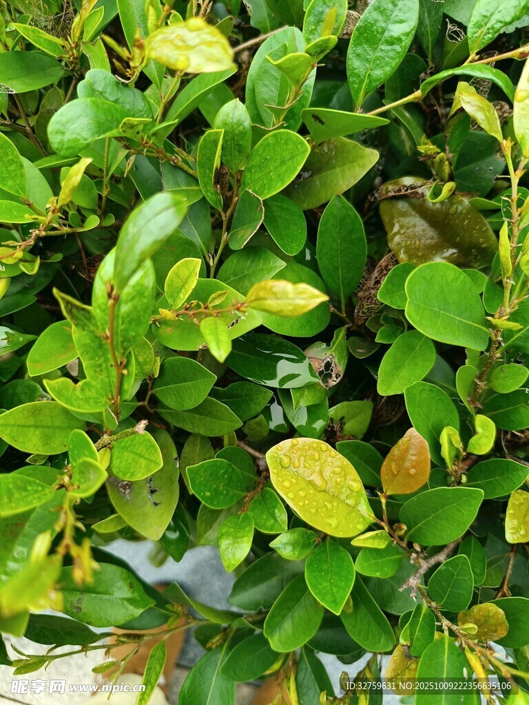 翠綠繁茂的綠植葉片