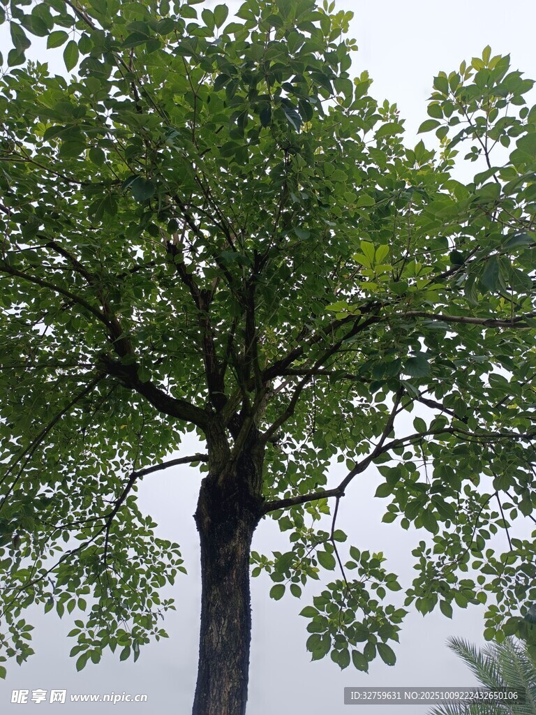 高大繁茂的單棵綠樹