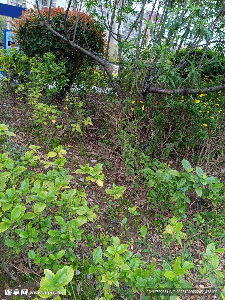 野外繁茂綠植景象