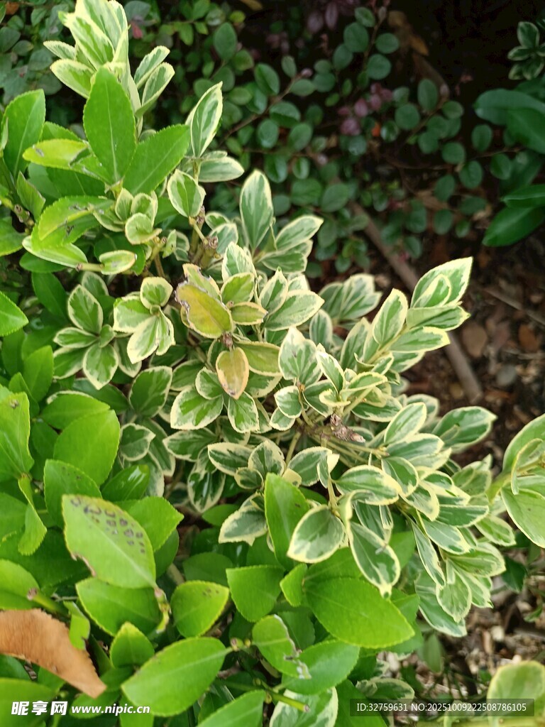 斑葉植物特寫