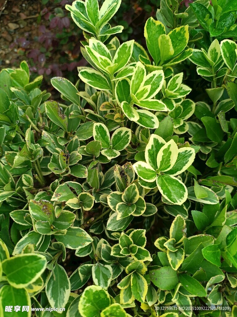 翠綠帶邊植物特寫