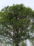 茂盛綠樹 