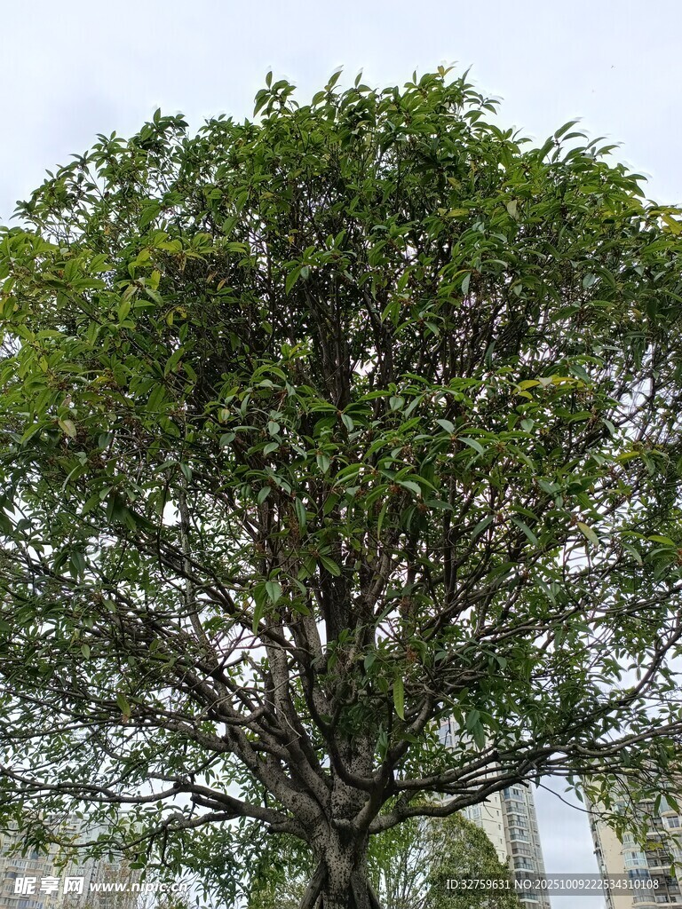 茂盛綠樹 