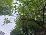仰視繁茂綠樹景觀