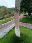 公園小徑旁的樹木與草地