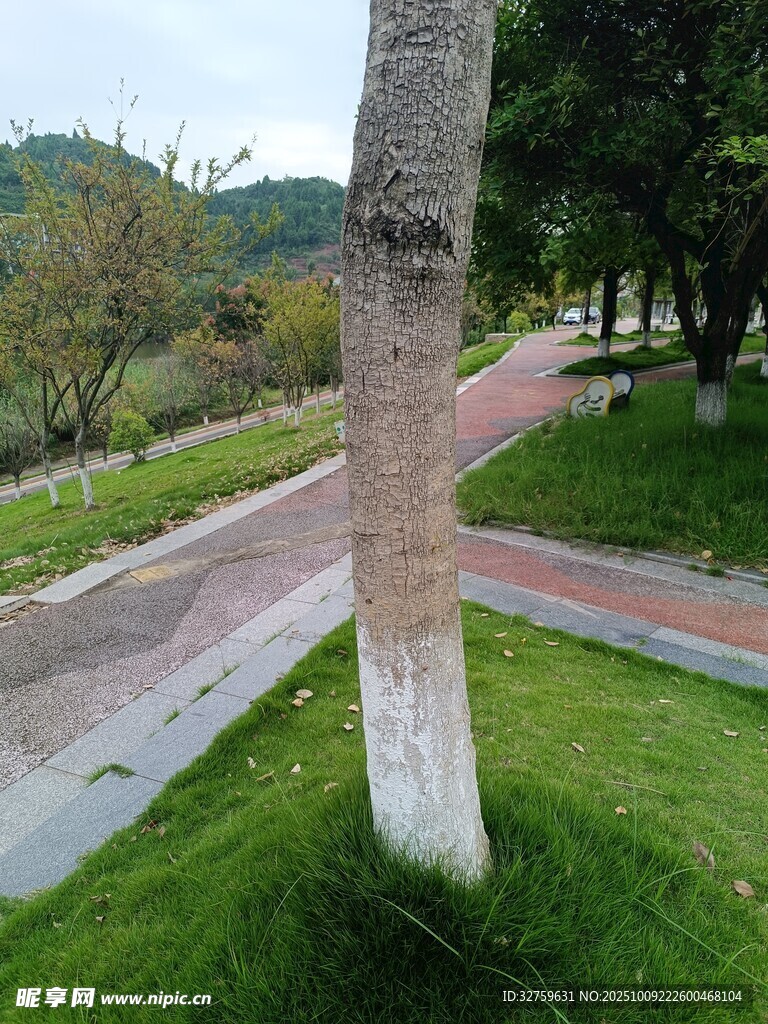 公園小徑旁的樹木與草地