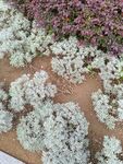 白色與紫色花卉組合展示