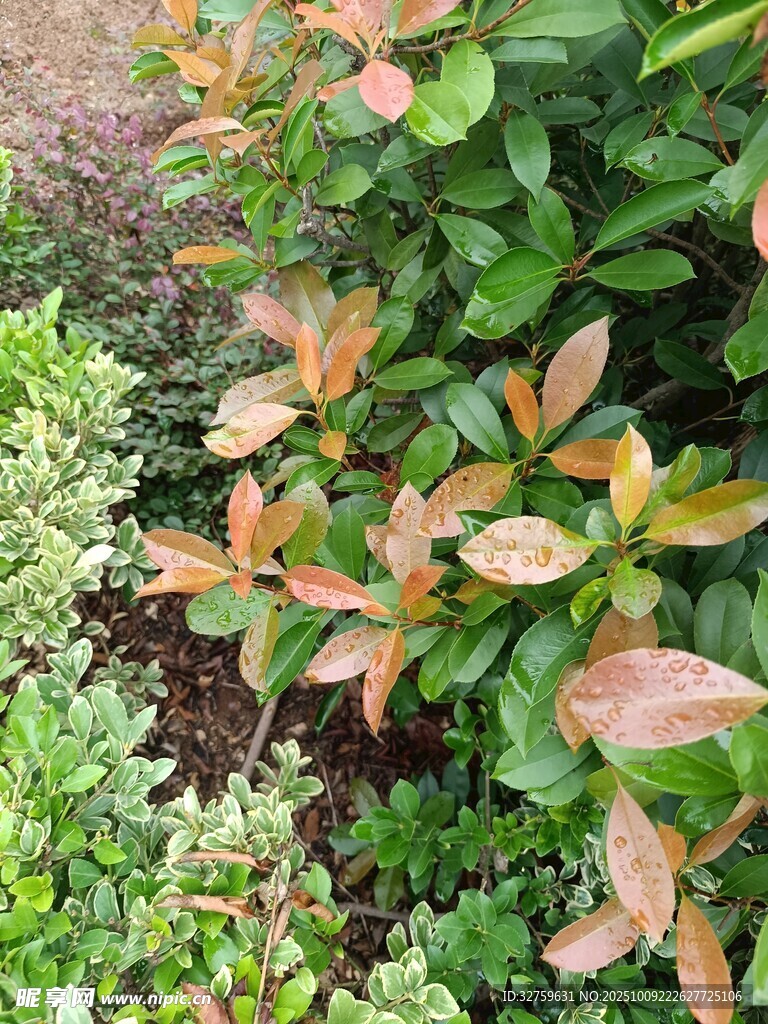 多彩葉片植物景觀