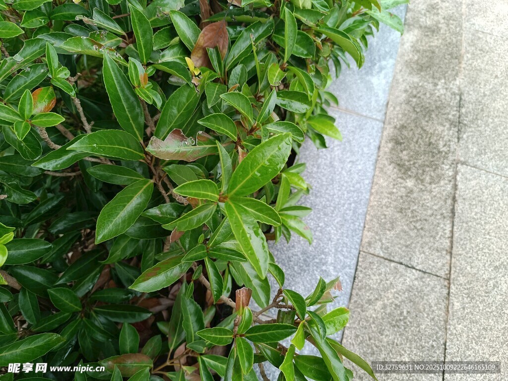 路邊翠綠植物