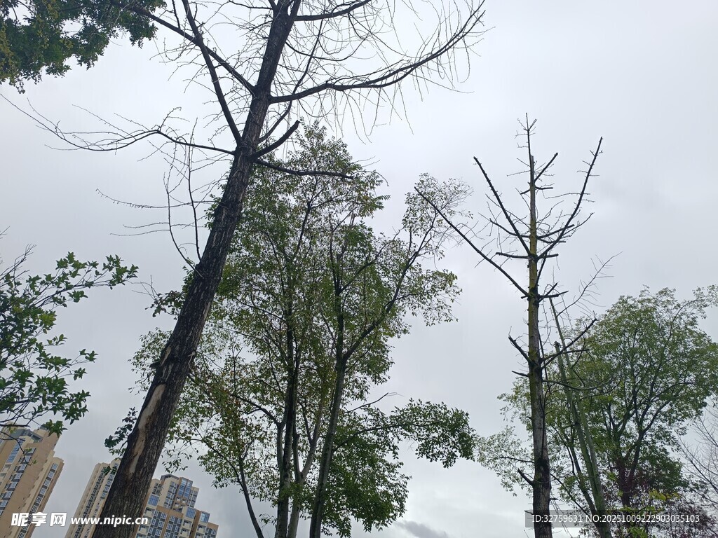 冬日枯樹與綠葉景象