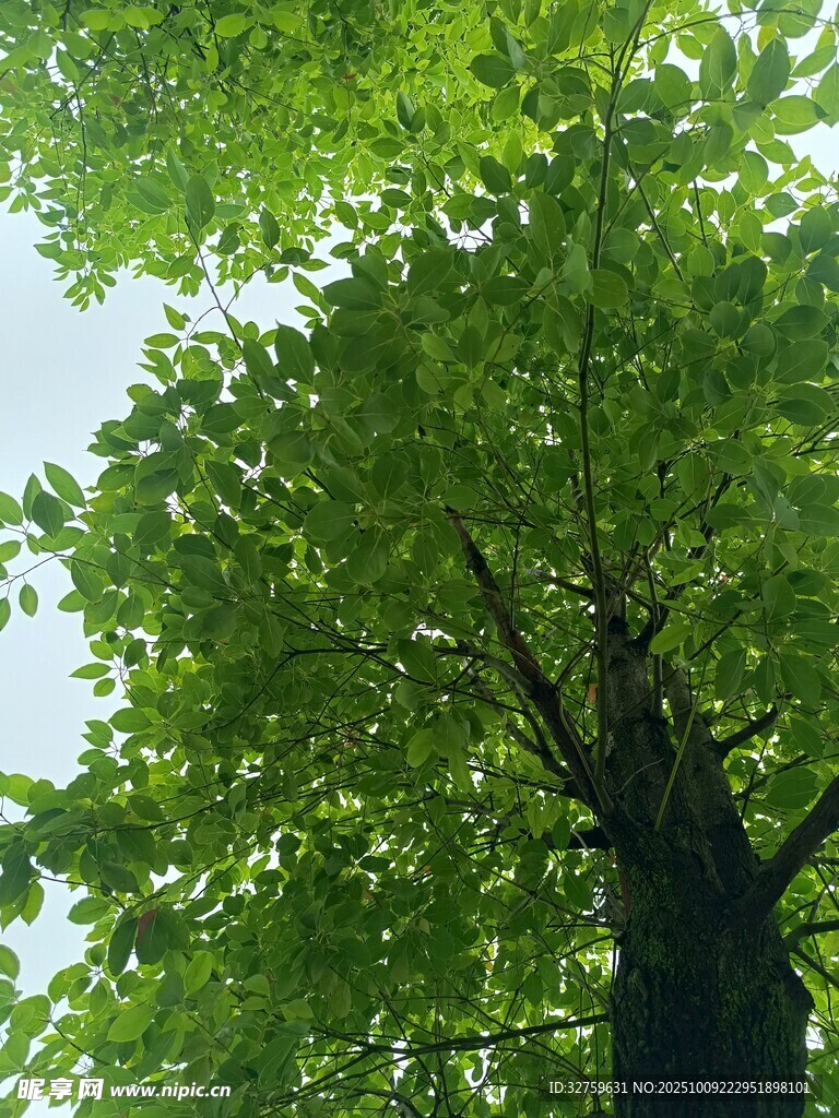 仰視蔥郁大樹