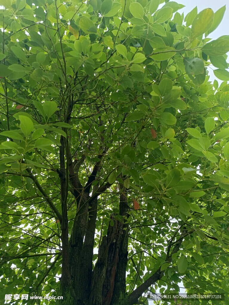 繁茂綠樹展現(xiàn)盎然生機