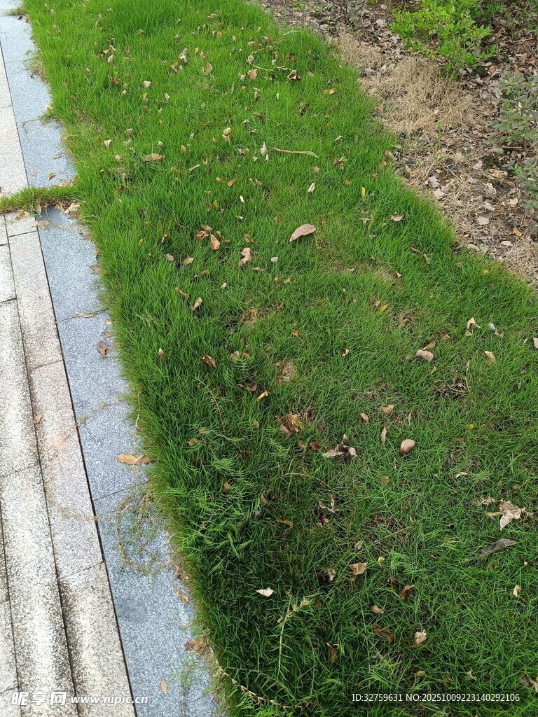路邊翠綠草坪景象