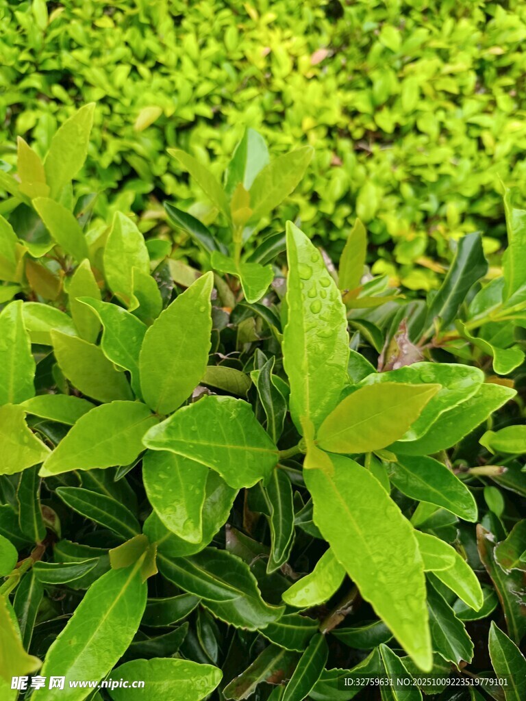 翠綠鮮亮的蓬勃綠葉