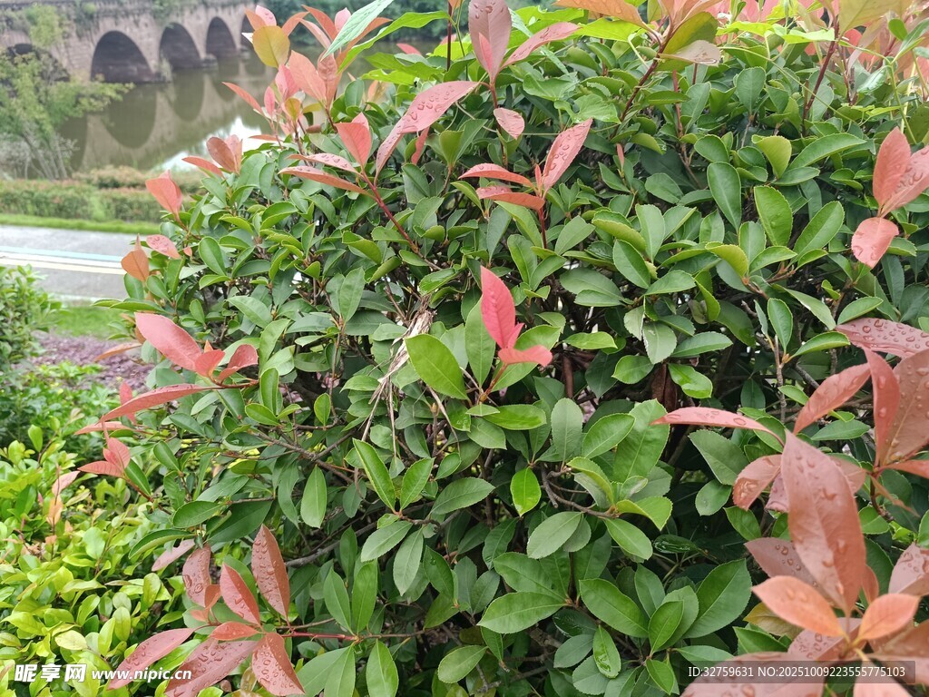 綠葉紅邊植物景觀