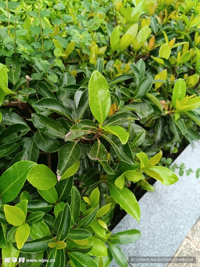 綠葉繁茂的植物景觀