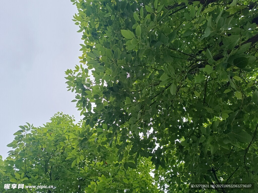 仰視翠綠繁茂樹(shù)木景觀