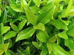 翠綠葉片植物特寫