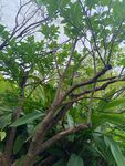 繁茂綠植 