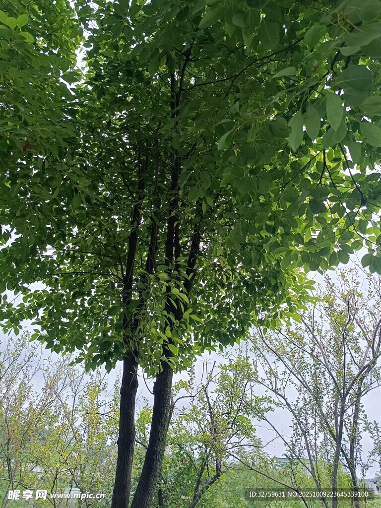 夏日林間綠意盎然