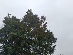 高大樹木 