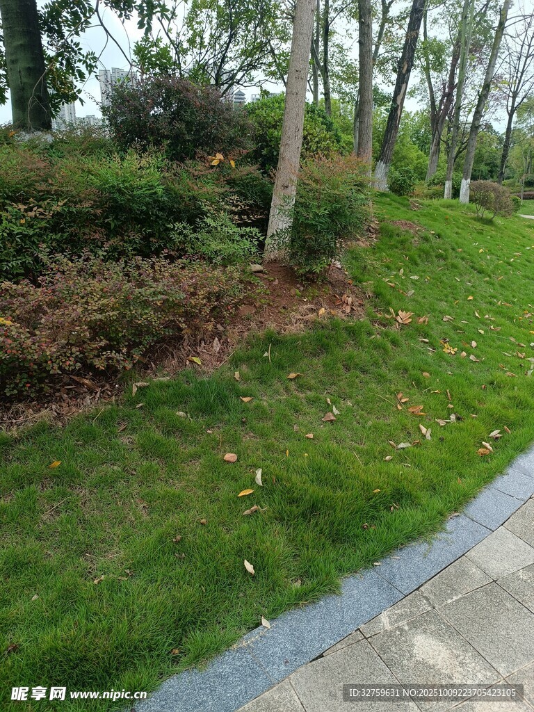 城市路邊綠意盎然的草坪