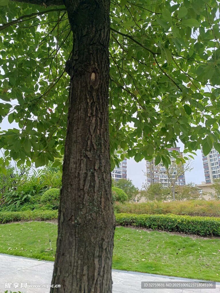 公園中粗壯的綠樹