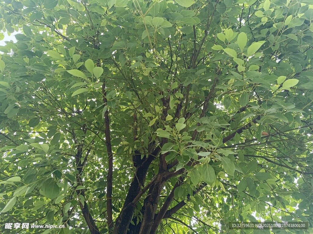 仰視茂密綠樹樹冠