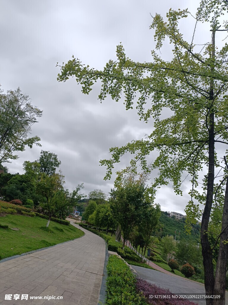 山間小徑旁的蔥郁綠樹