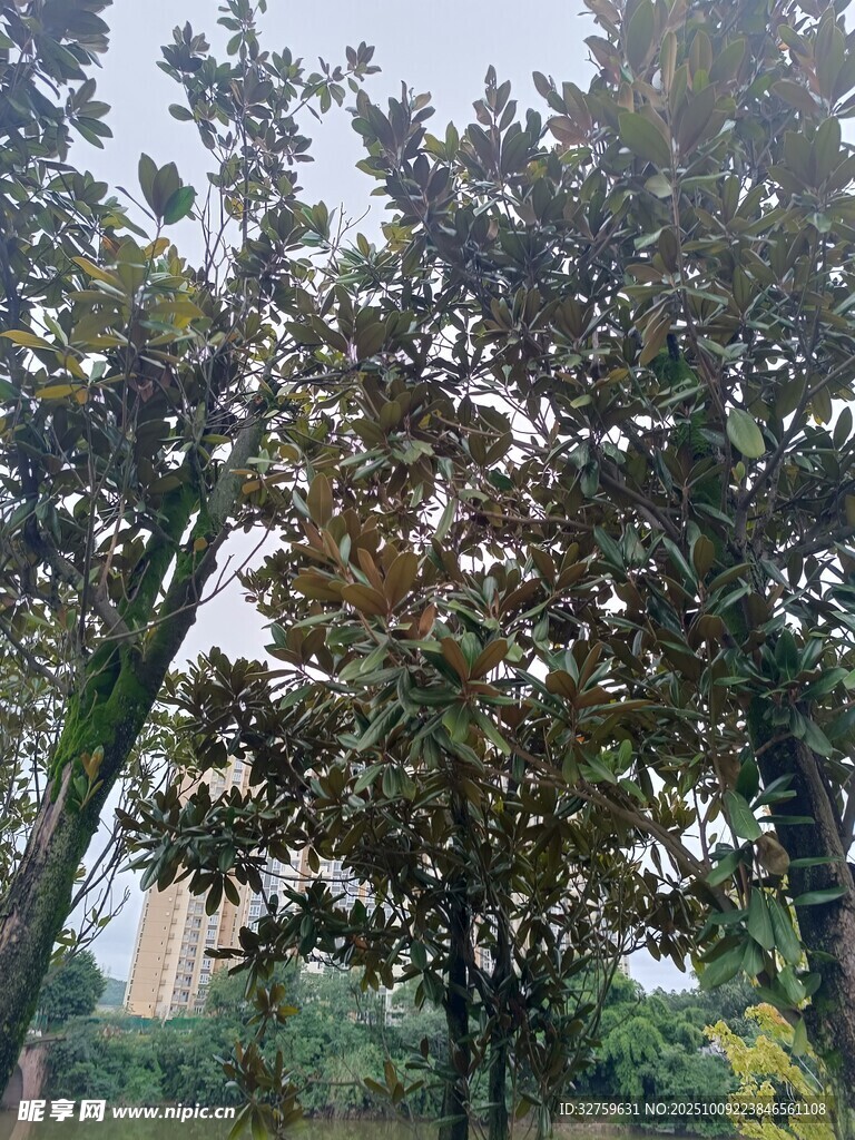秋日公園樹木景致