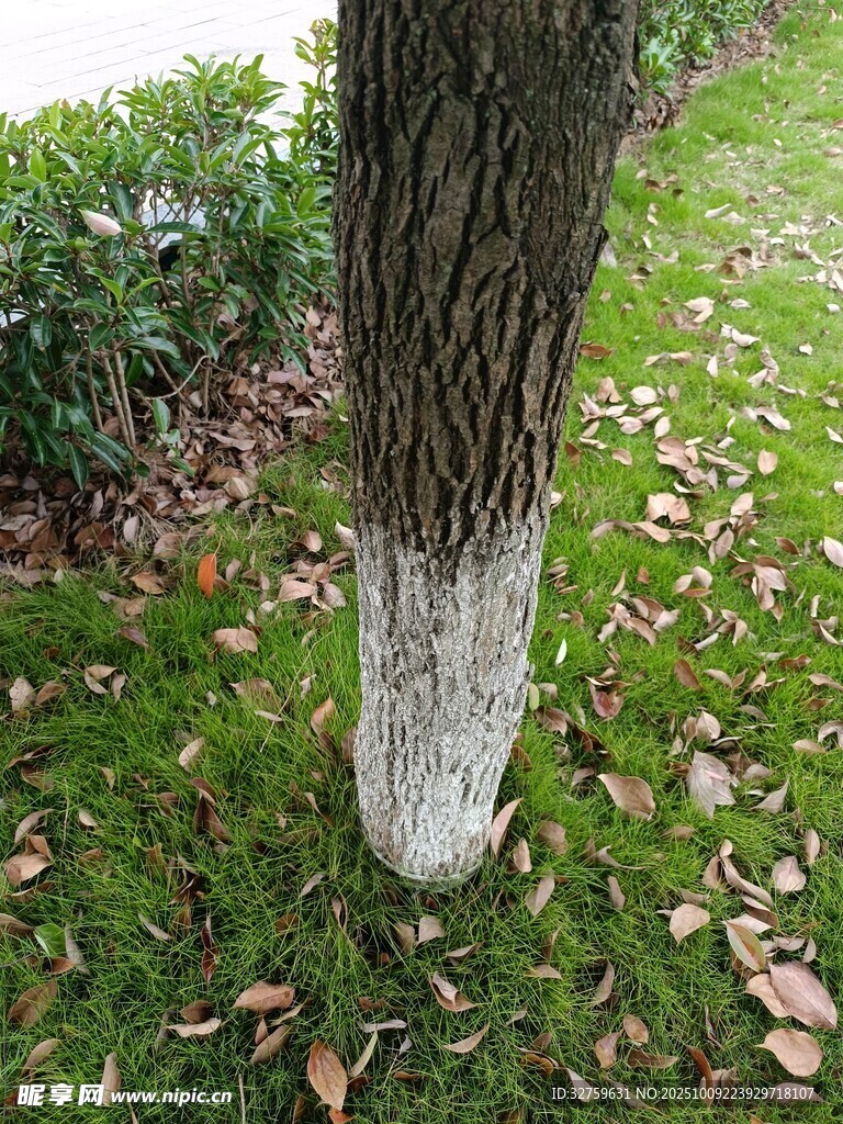 樹干底部的白色涂飾