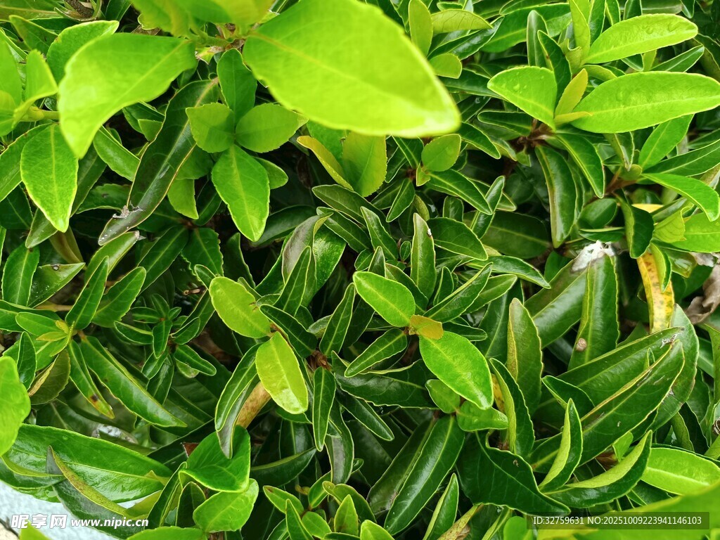 鮮嫩翠綠的植物葉片