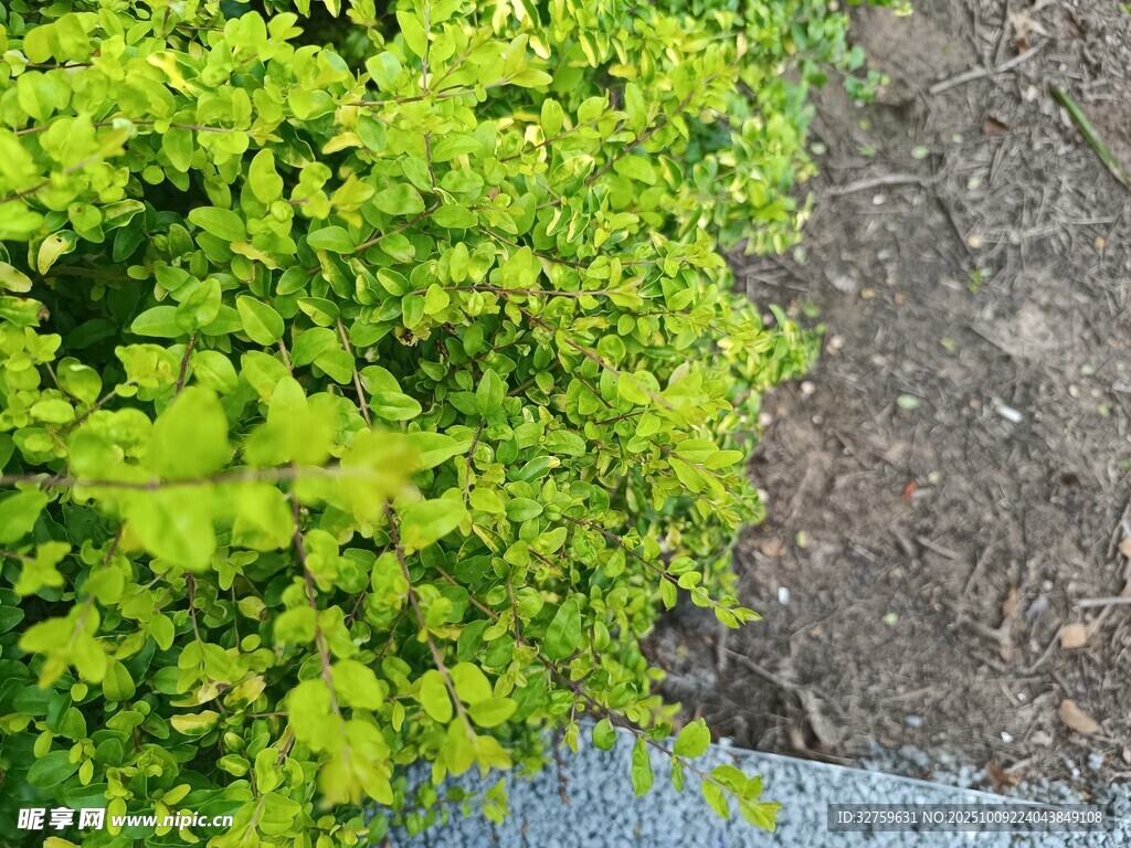 翠綠繁茂的灌木叢