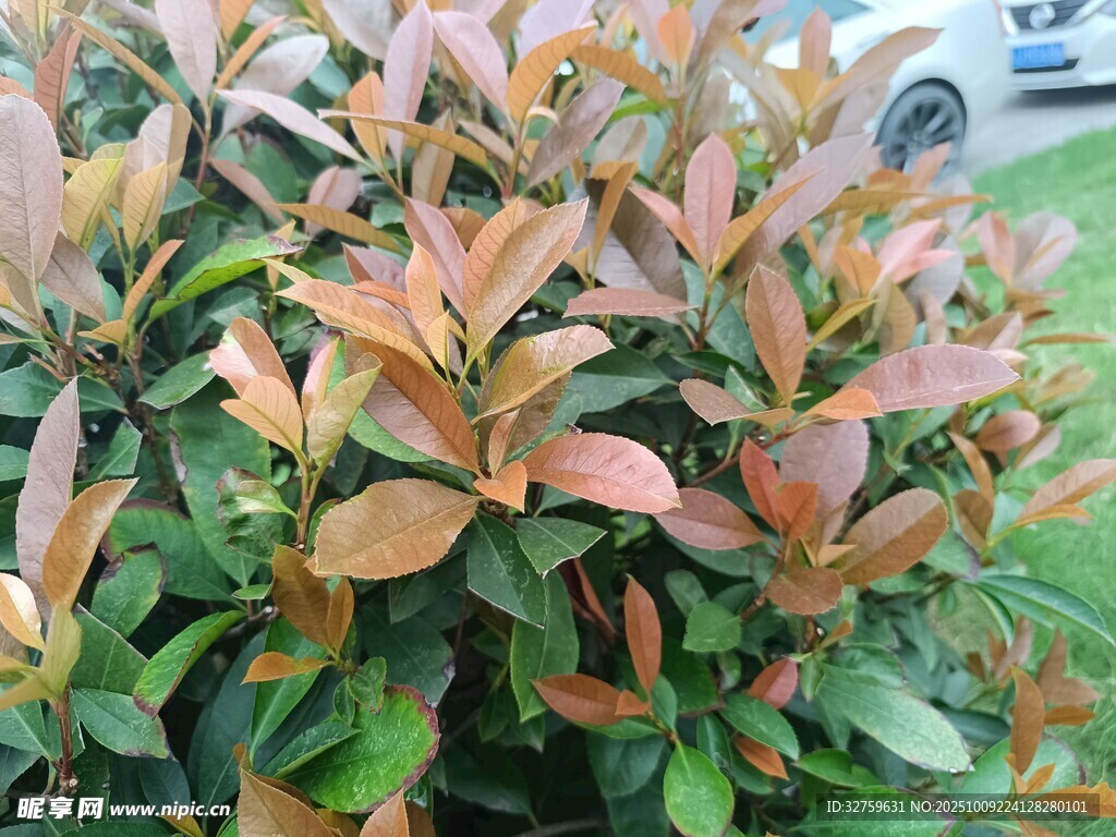 色彩斑斕的紅葉灌木