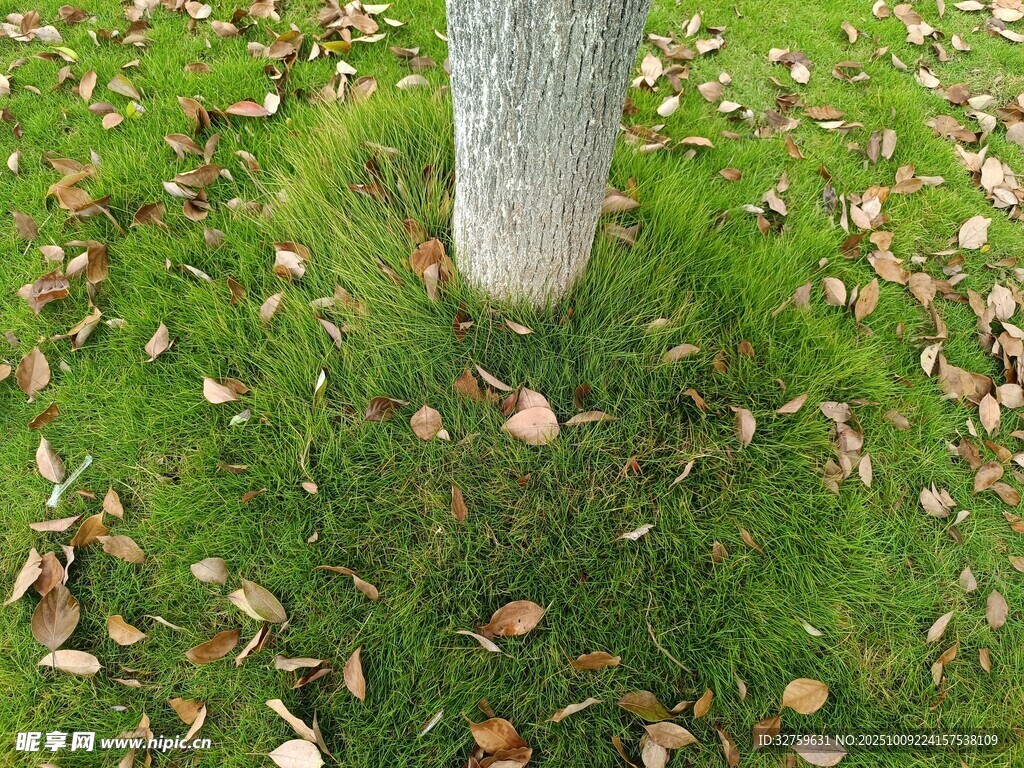 樹下草地落葉景象