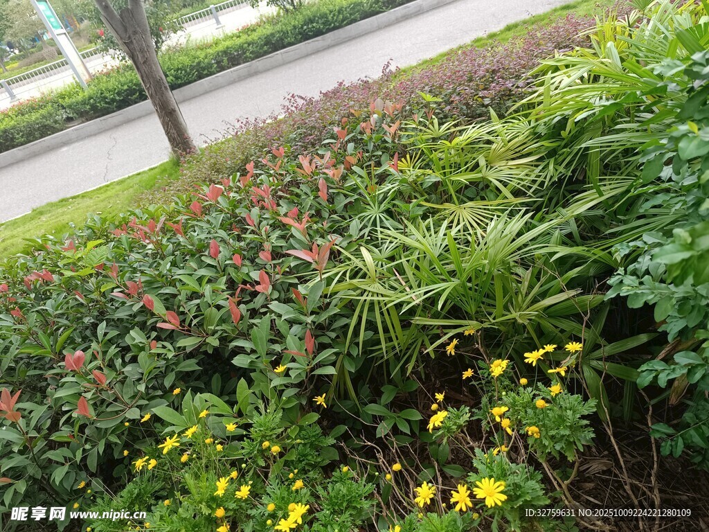 路邊多彩花卉綠植景觀