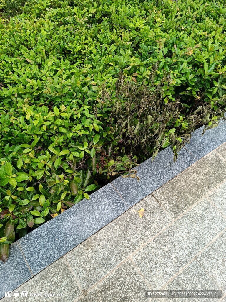 路邊翠綠植物與石板路