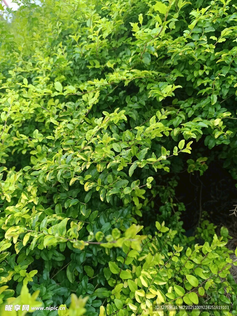 翠綠繁茂的蓬勃綠植