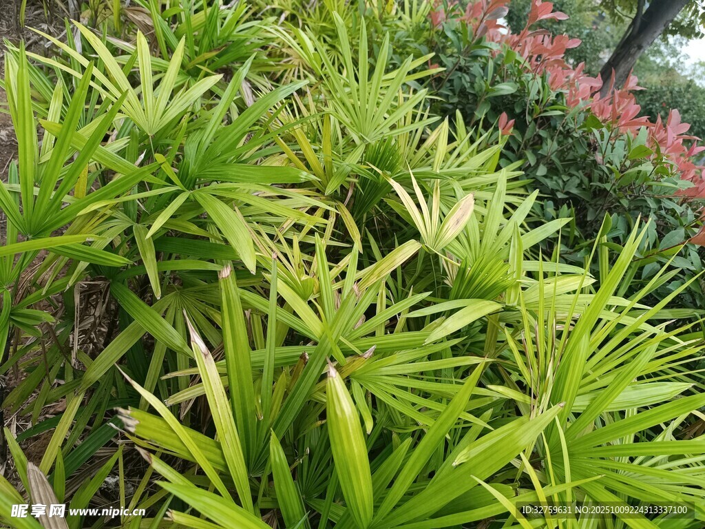翠綠繁茂的叢生綠植