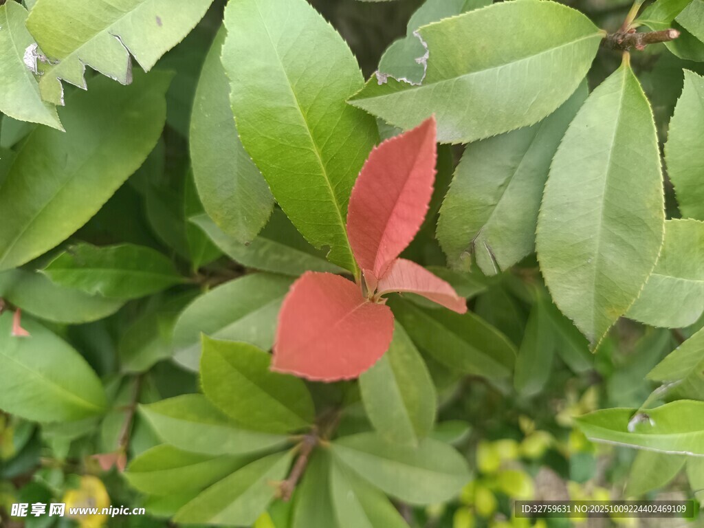 綠葉叢中一抹紅